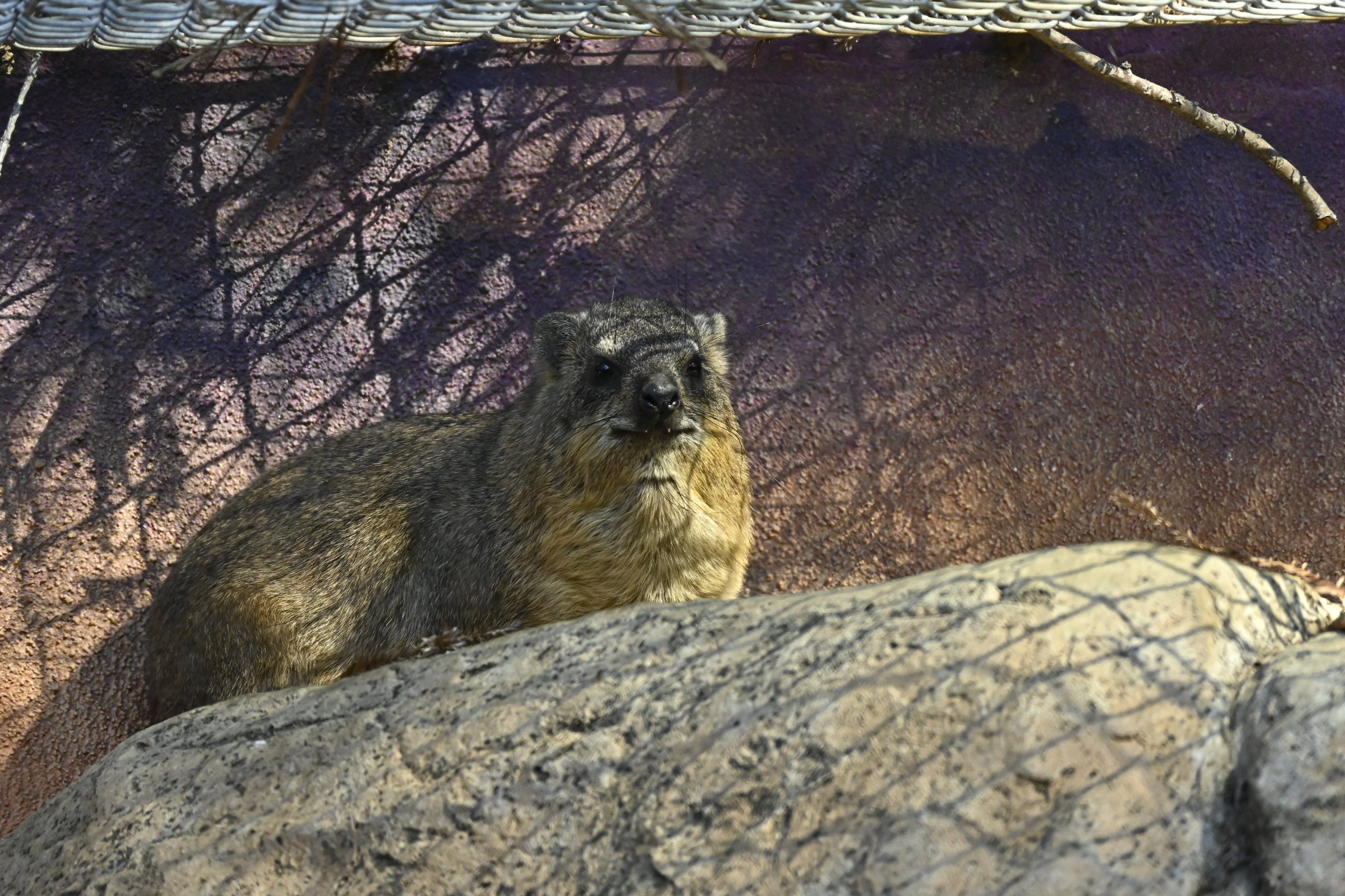 Cape Rock Hyrax