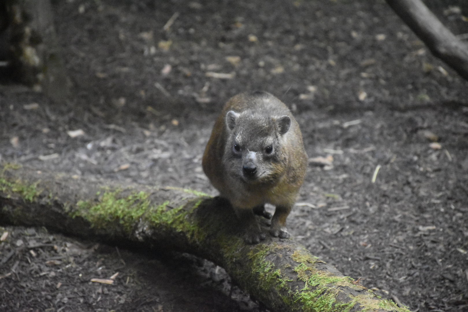 Cape rock hyrax