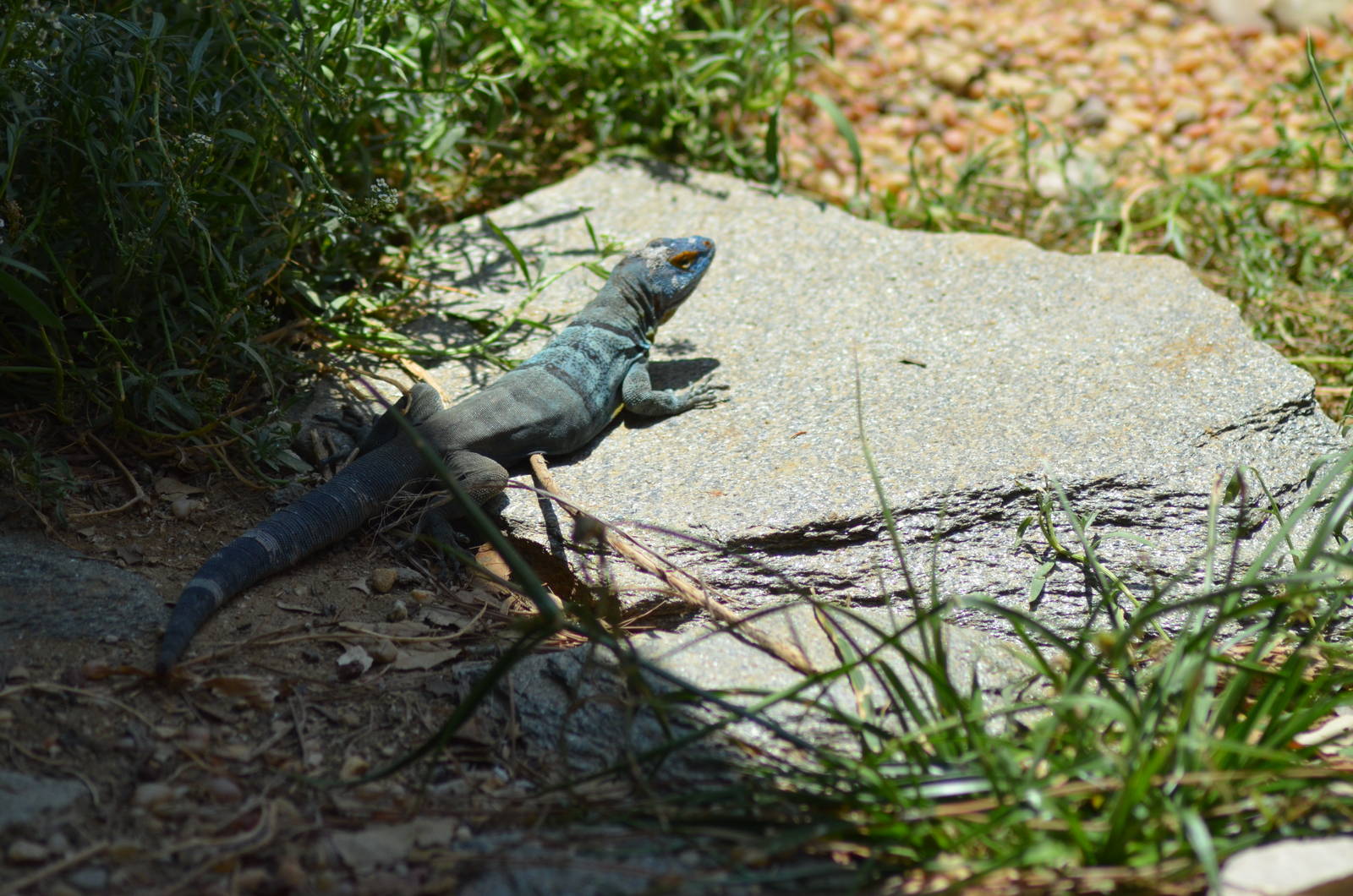 Cape Rock Lizard