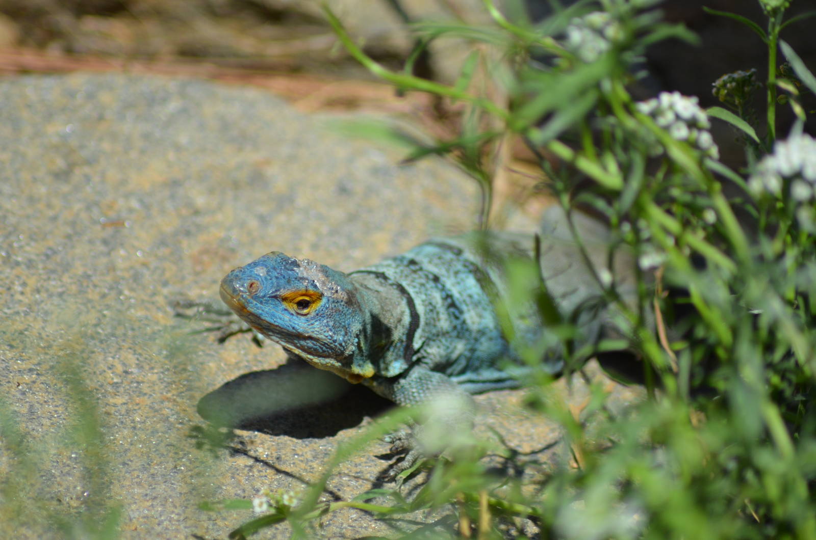 Cape Rock Lizard