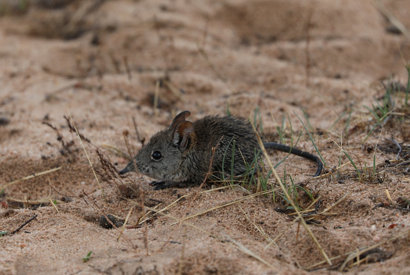 Cape Rock Sengi (Elephantulus edwardii)