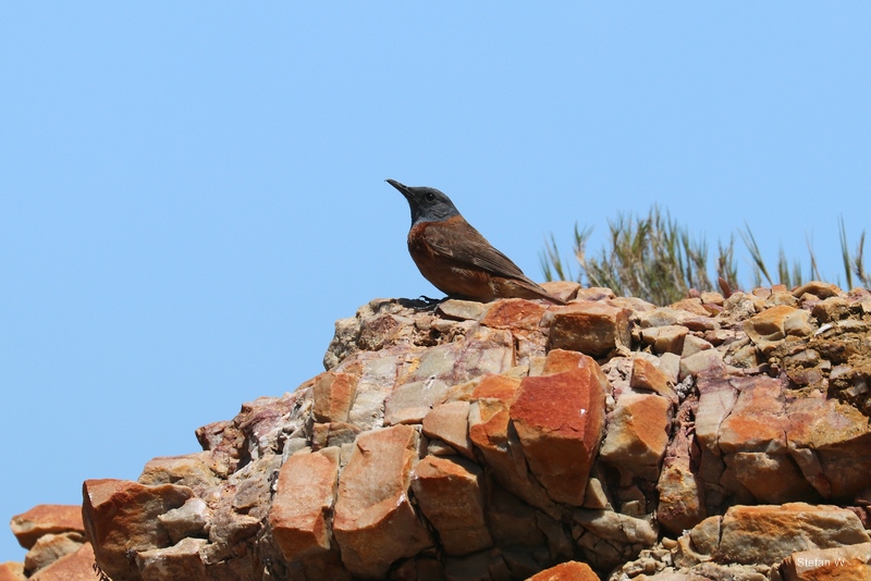 Cape rock thrush (Monticola rupestris), male