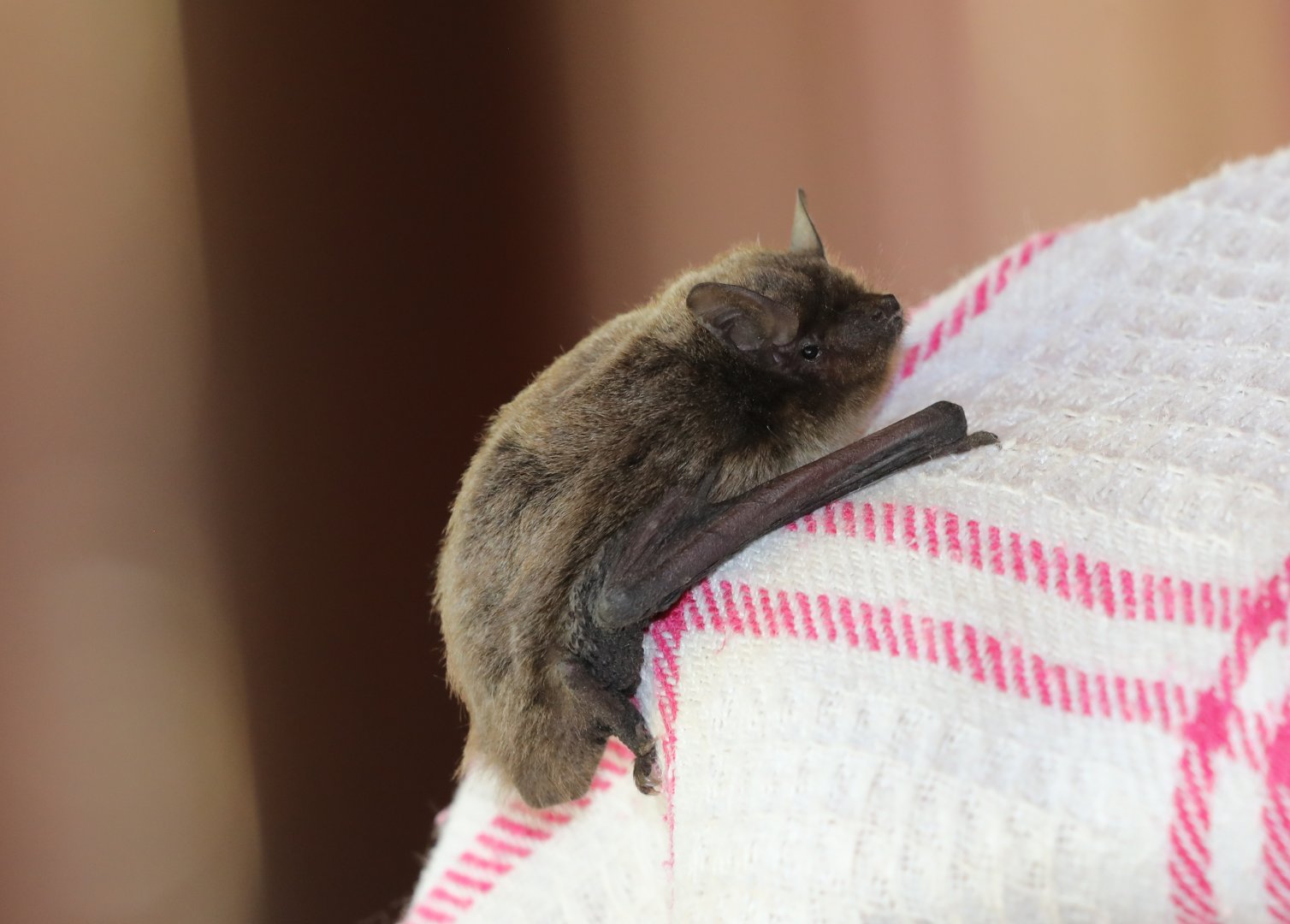 Cape serotine (Neoromicia capensis)