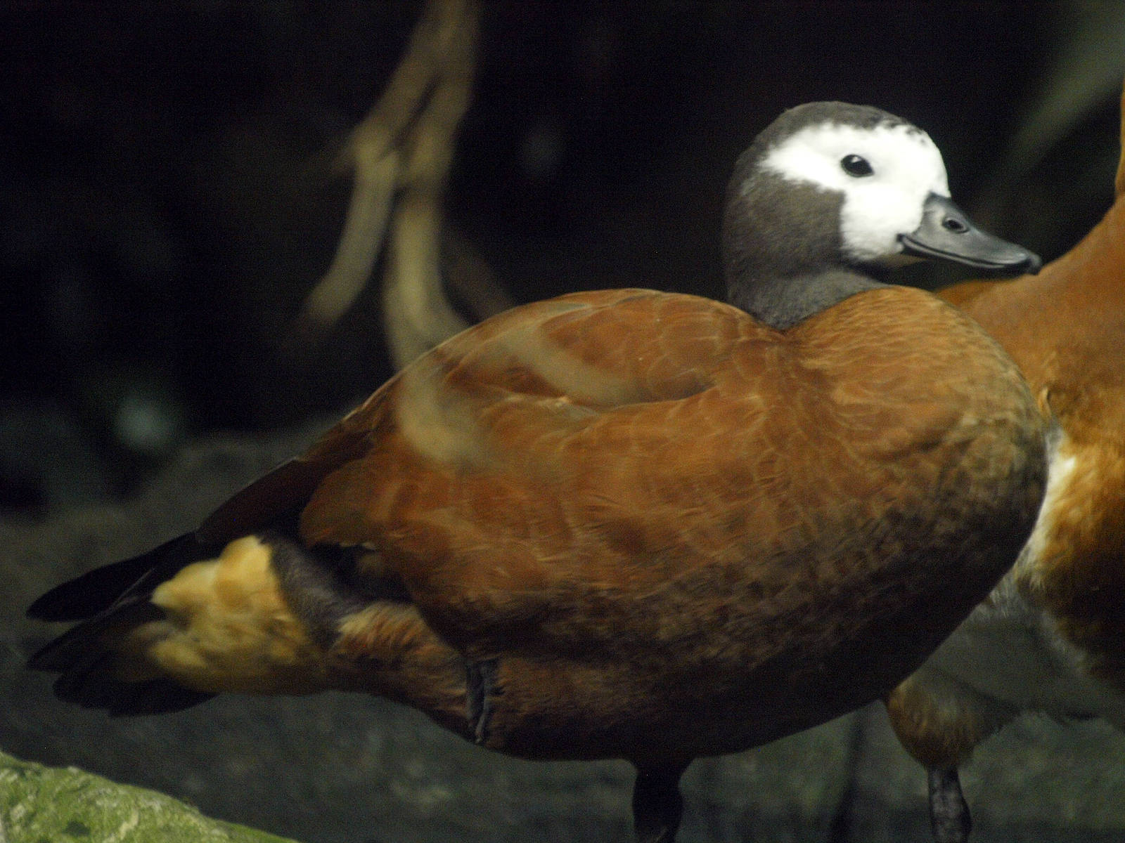 Cape Shelduck (female)