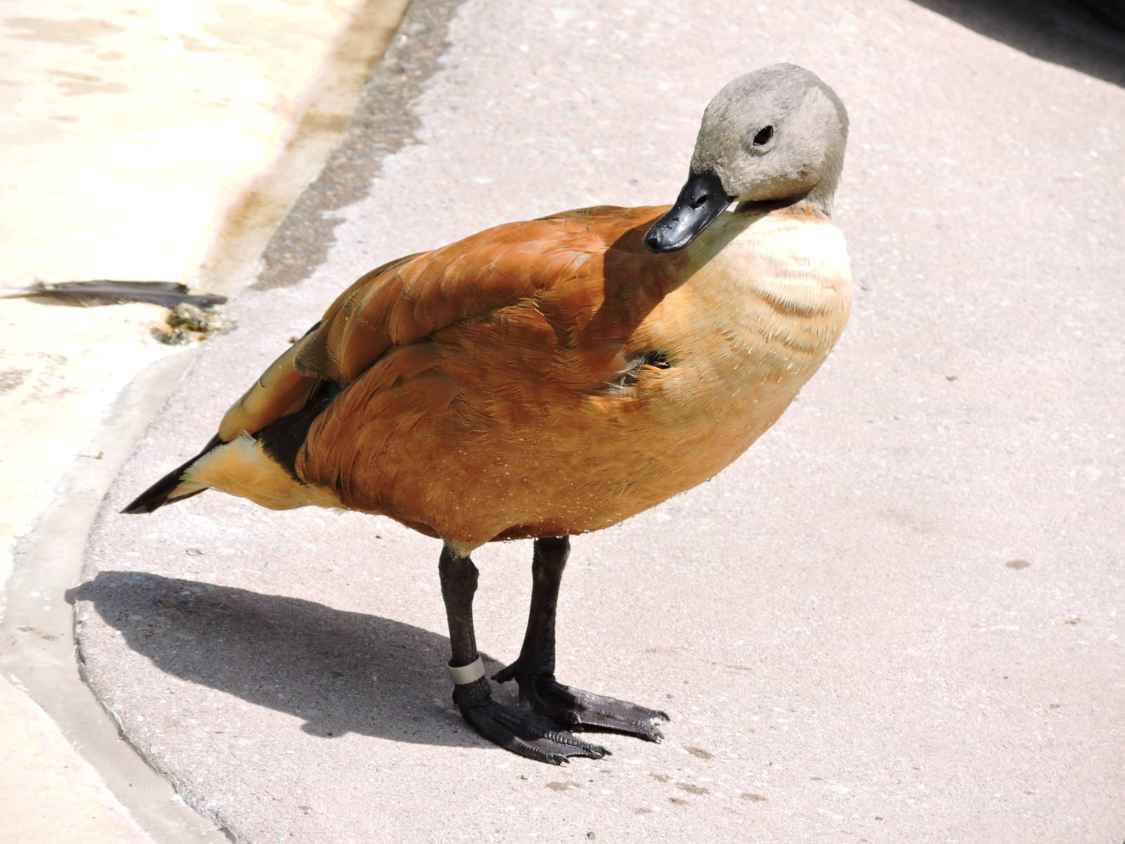 Cape Shelduck