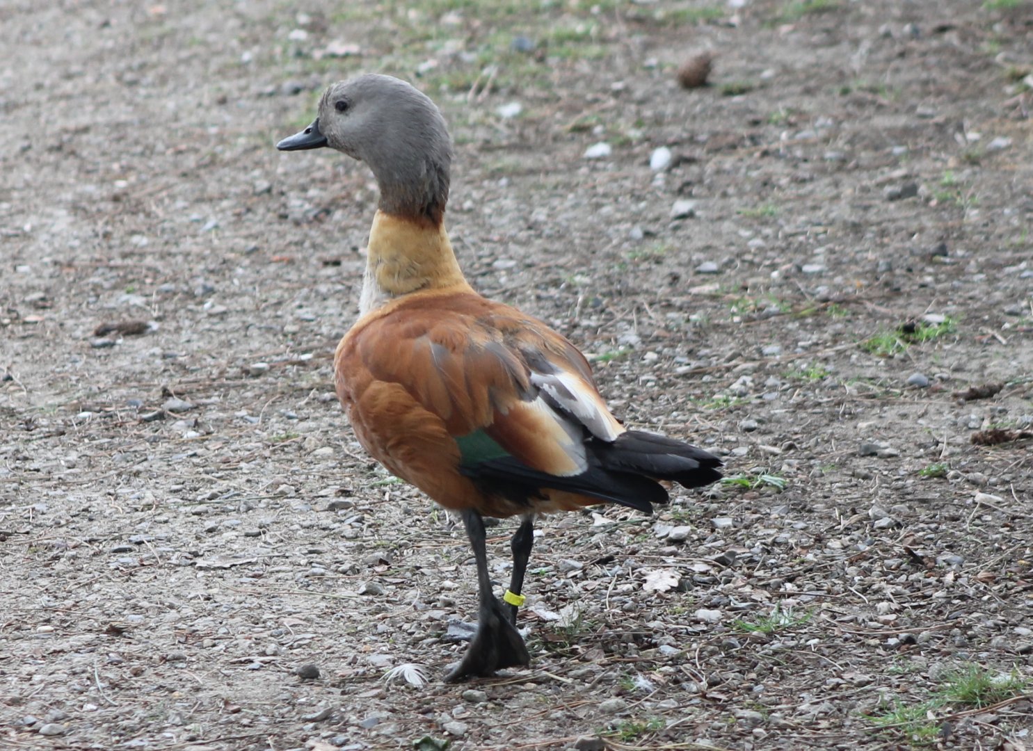 Cape shelduck