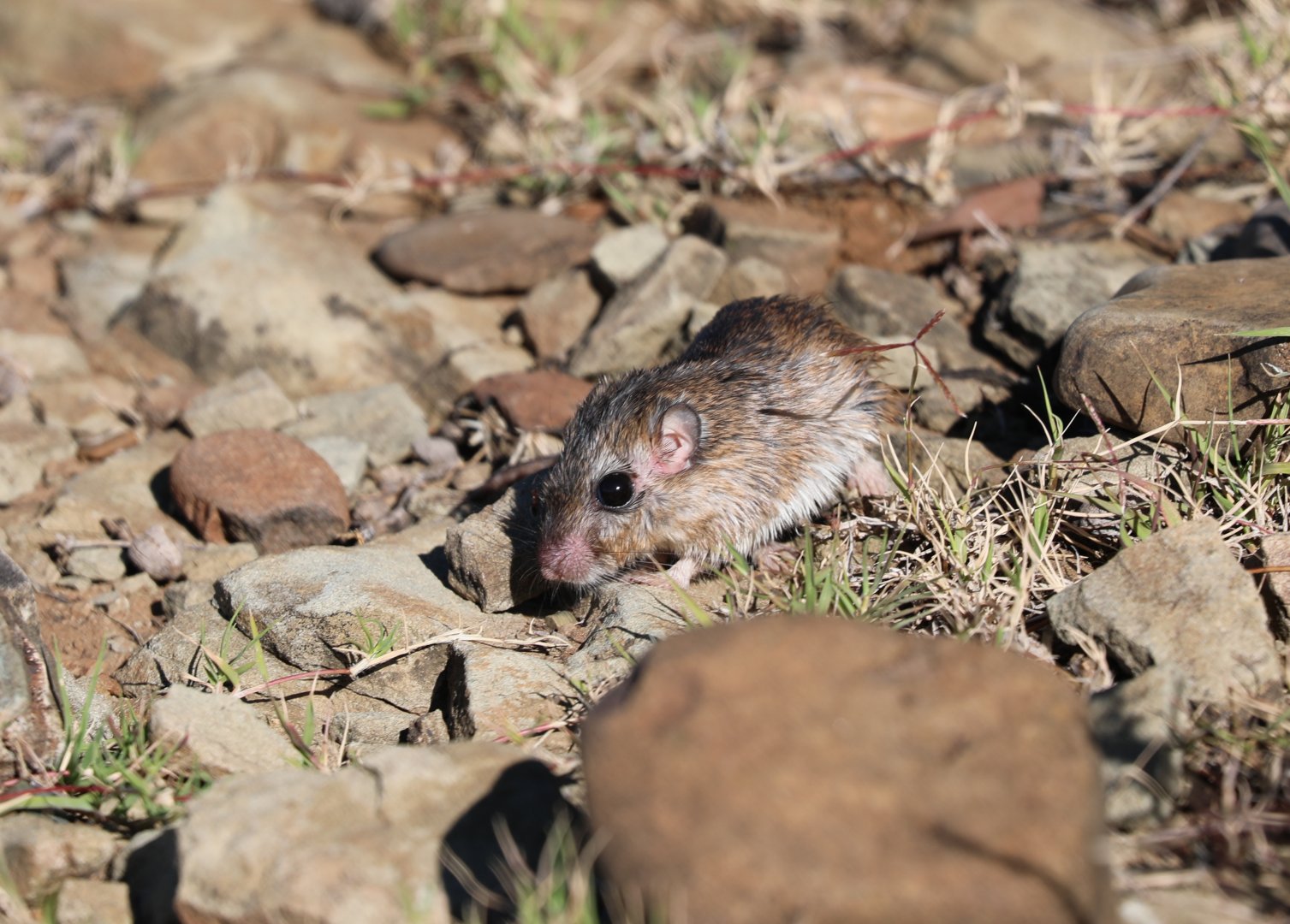 Cape Short-eared Gerbil (Desmodillus auricularis)
