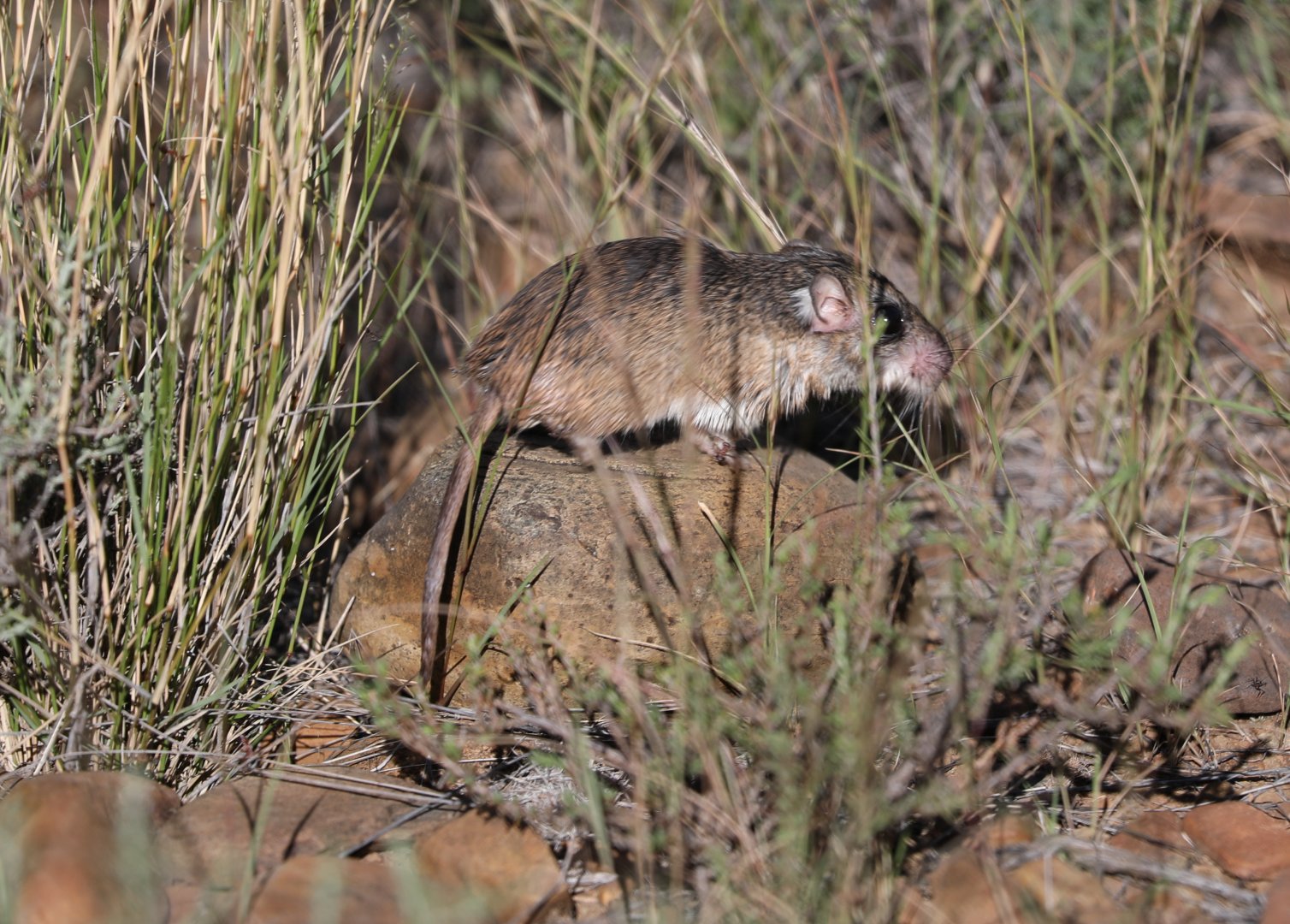 Cape Short-eared Gerbil (Desmodillus auricularis)