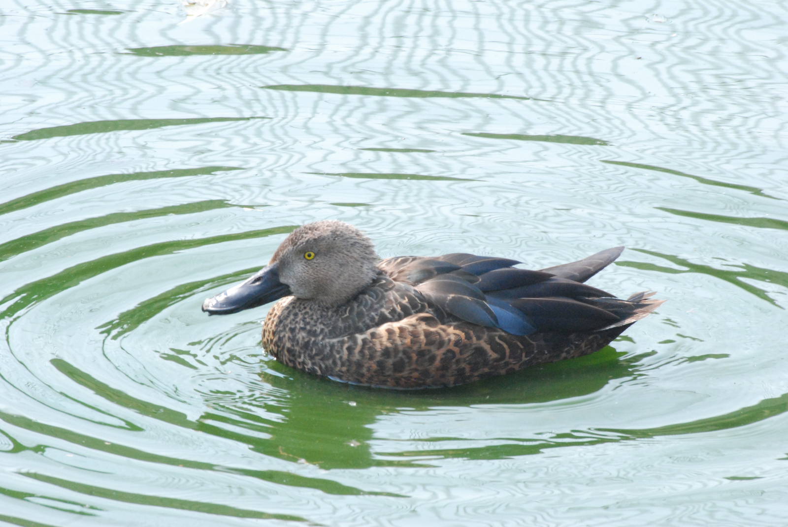 Cape Shoveler at Blackbrook 29/04/11