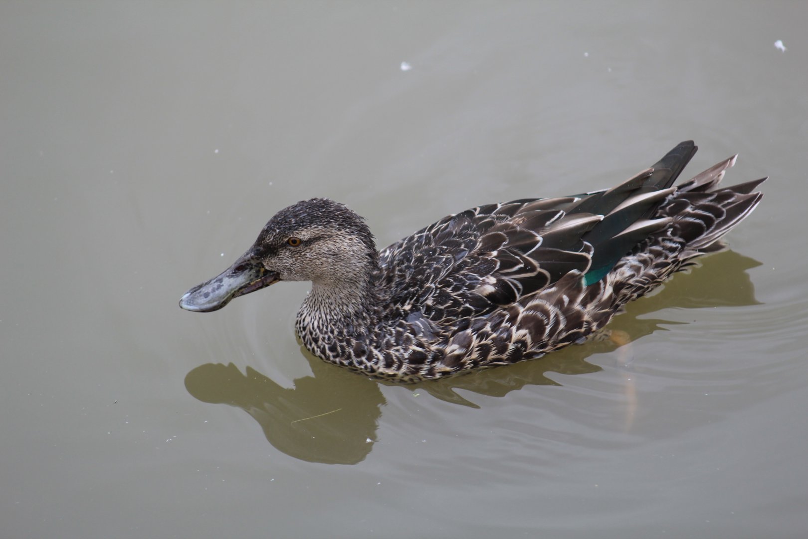 Cape Shoveler