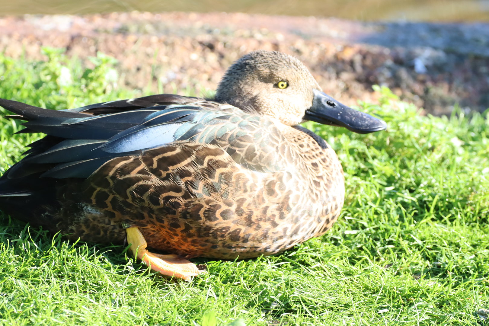 Cape Shoveler