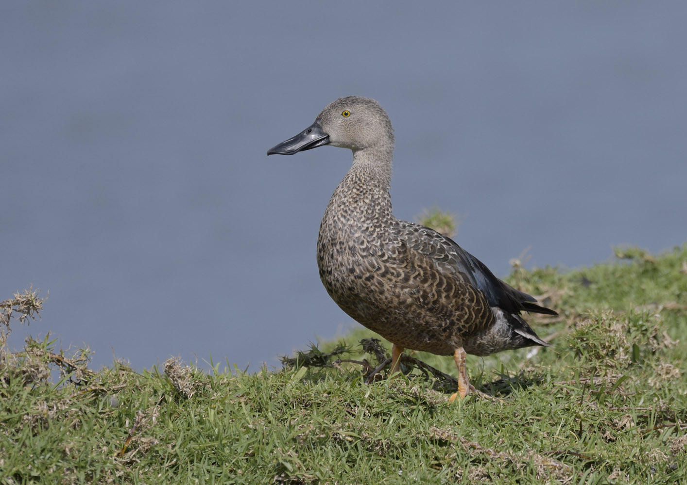 Cape shoveler