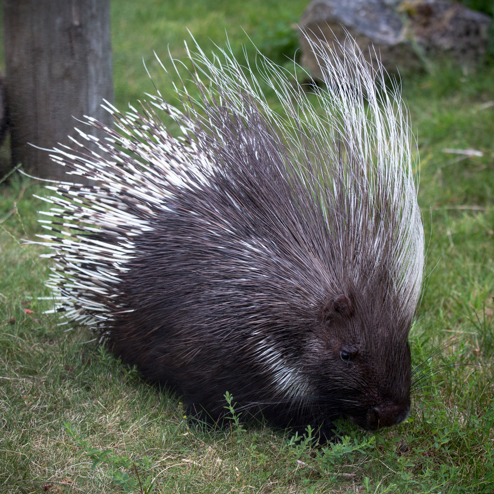 Cape / South African porcupine : Marwell : 08 Aug 2014