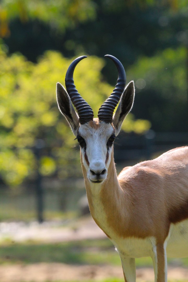 Cape Springbok- September 2024