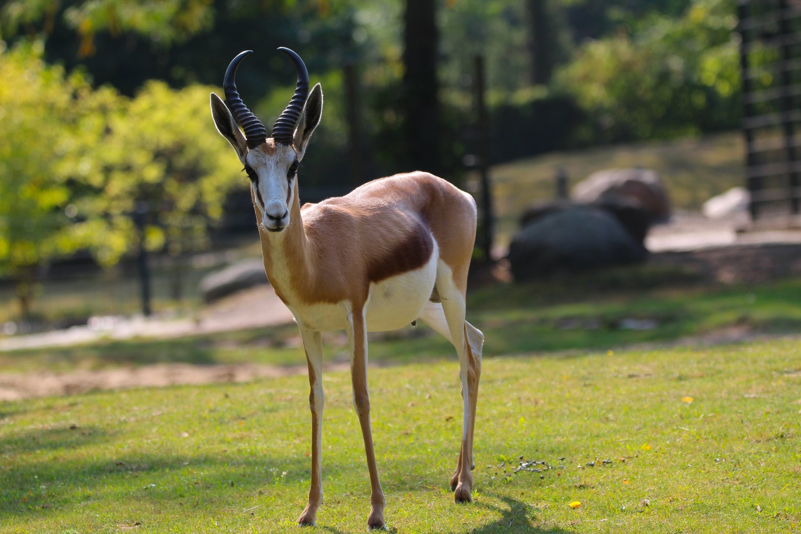 Cape Springbok- September 2024