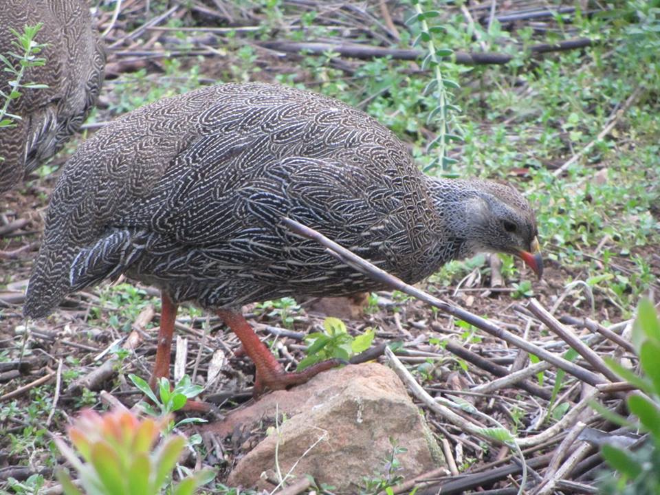 Cape Spurfowl