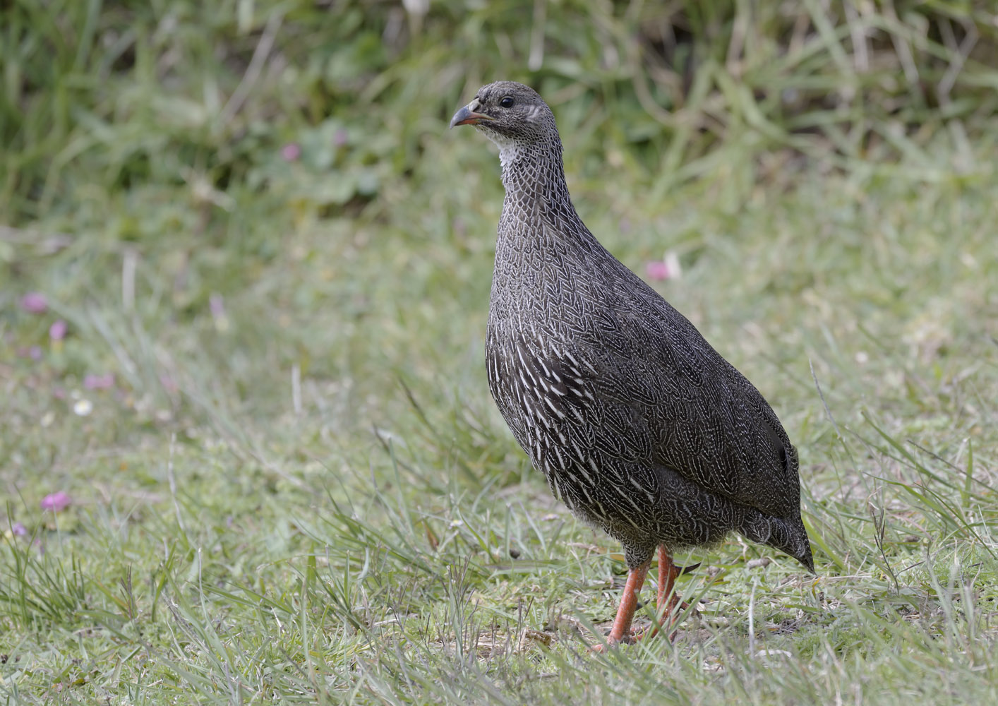 Cape spurfowl