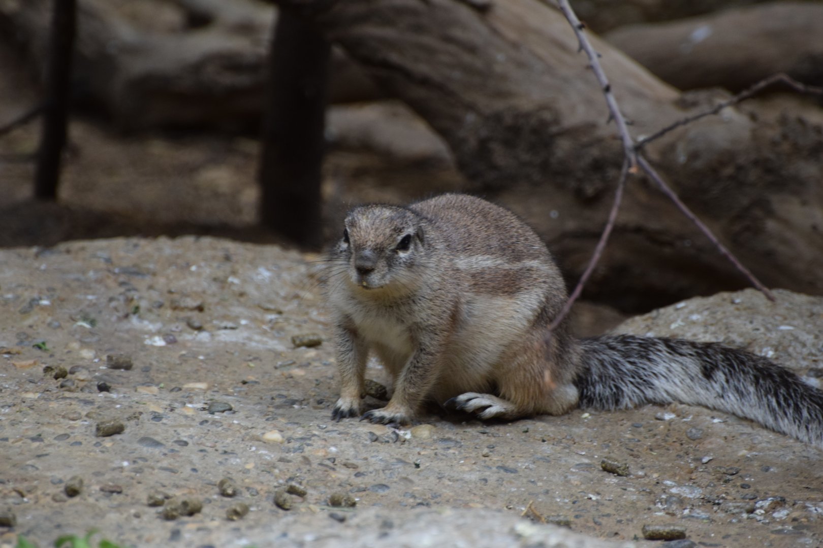 Cape squirrel