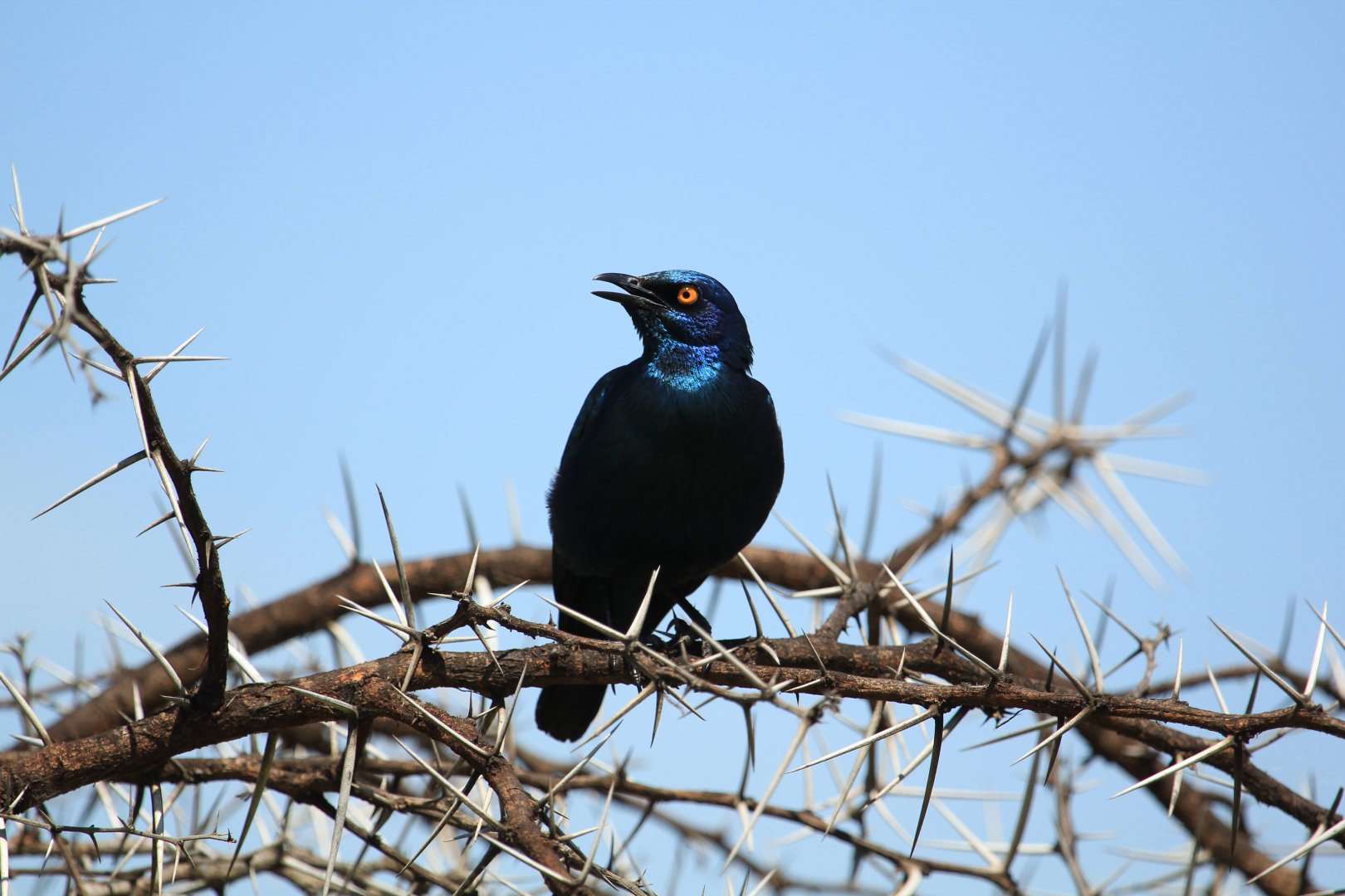 Cape starlin (?) (September 2012)