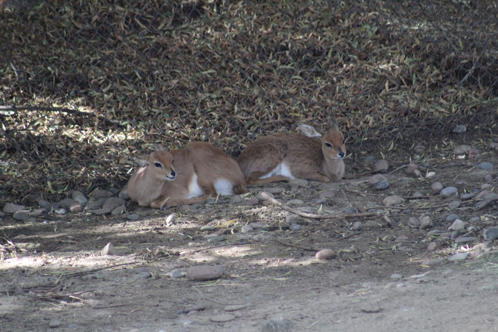 Cape Steenbok