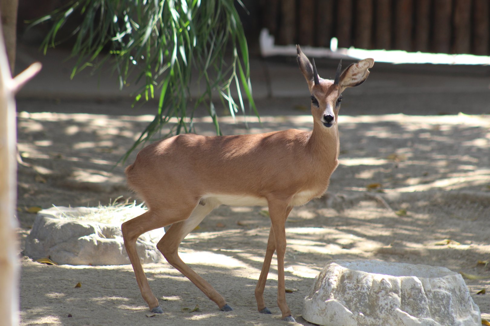 Cape Steenbok