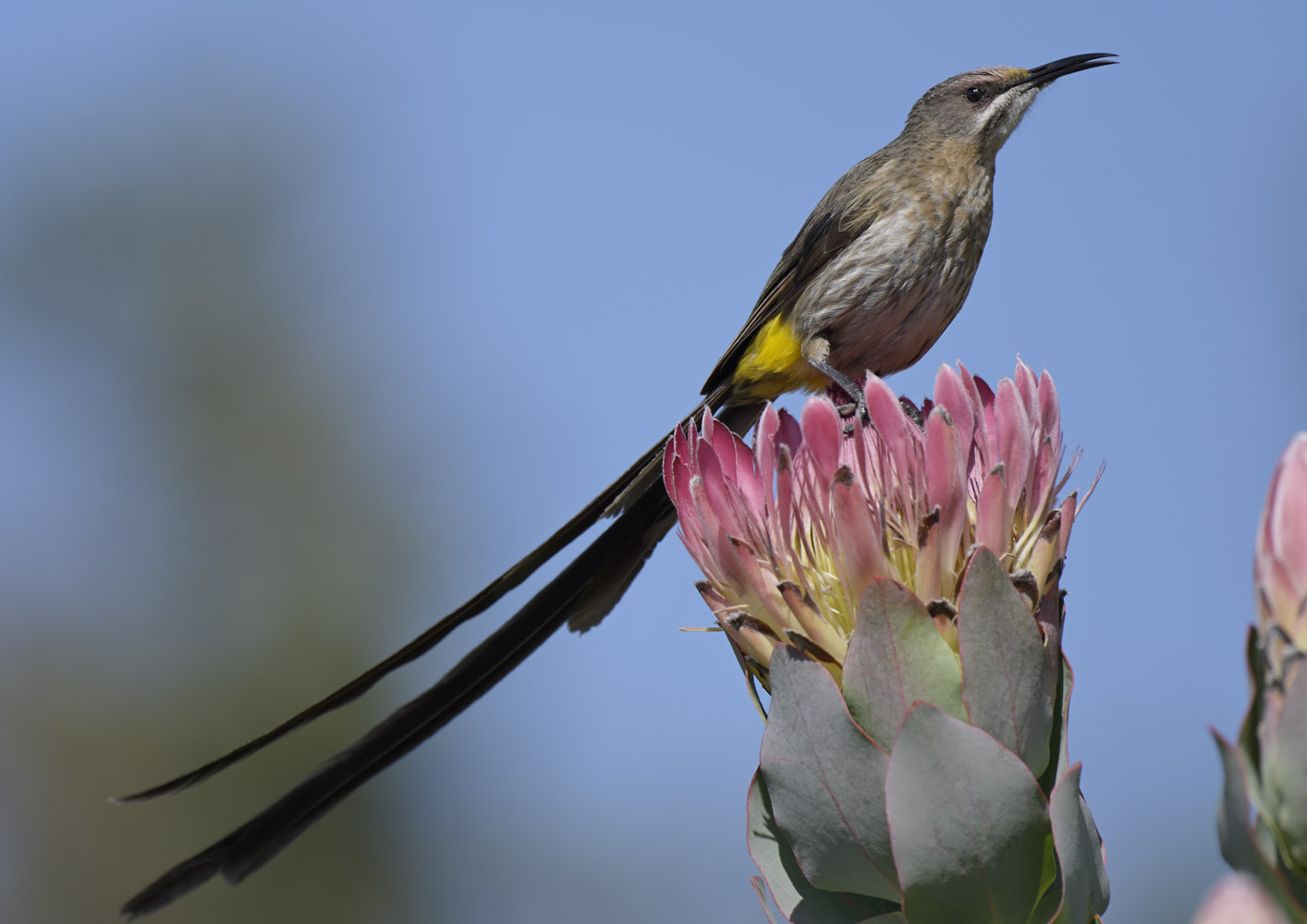 Cape sugarbird on a Protea