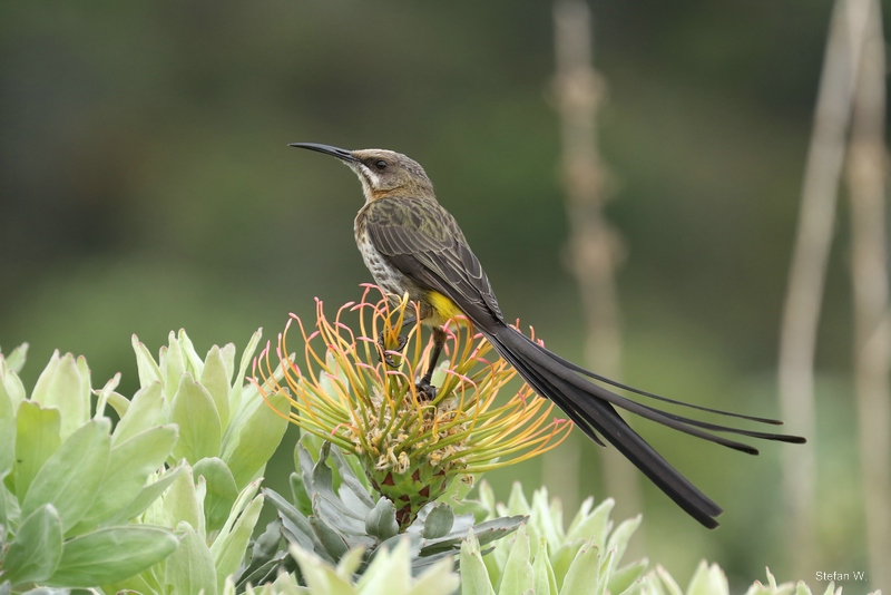 Cape sugarbird (Promerops cafer)