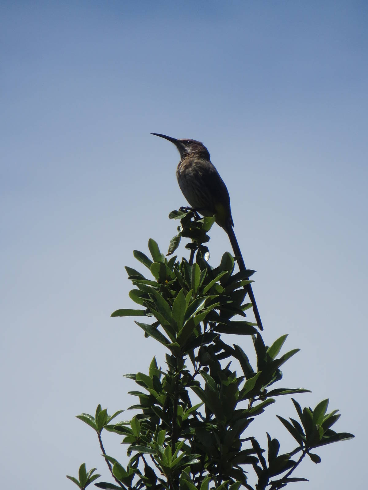 Cape sugarbird