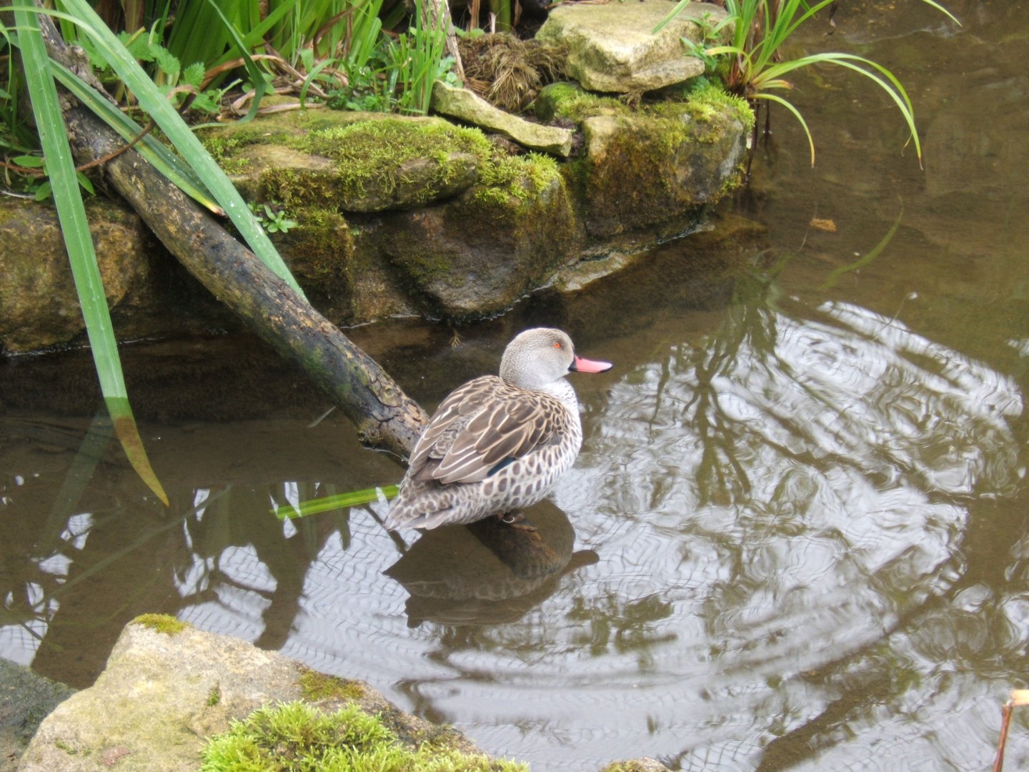 Cape Teal 10/09/2017