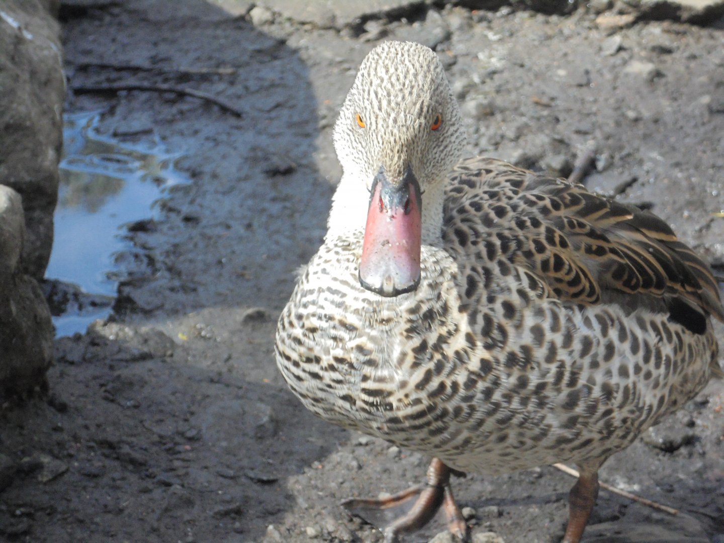 Cape teal (Anas capensis)