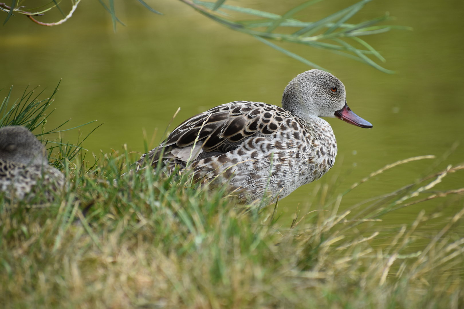 Cape Teal - Anas capensis