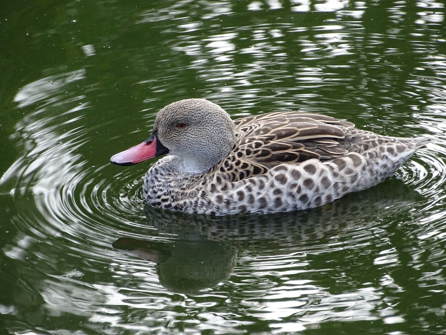 Cape teal (Anas capensis)
