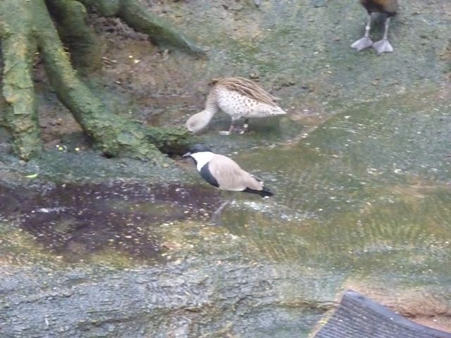 Cape Teal and Blacksmith Plover