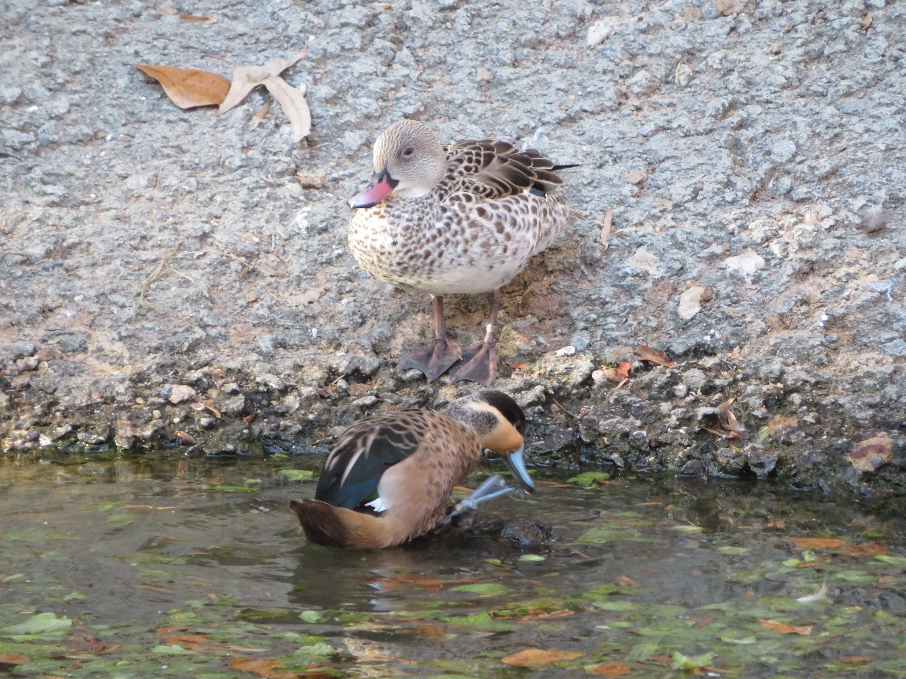 Cape Teal and Blue-billed Teal