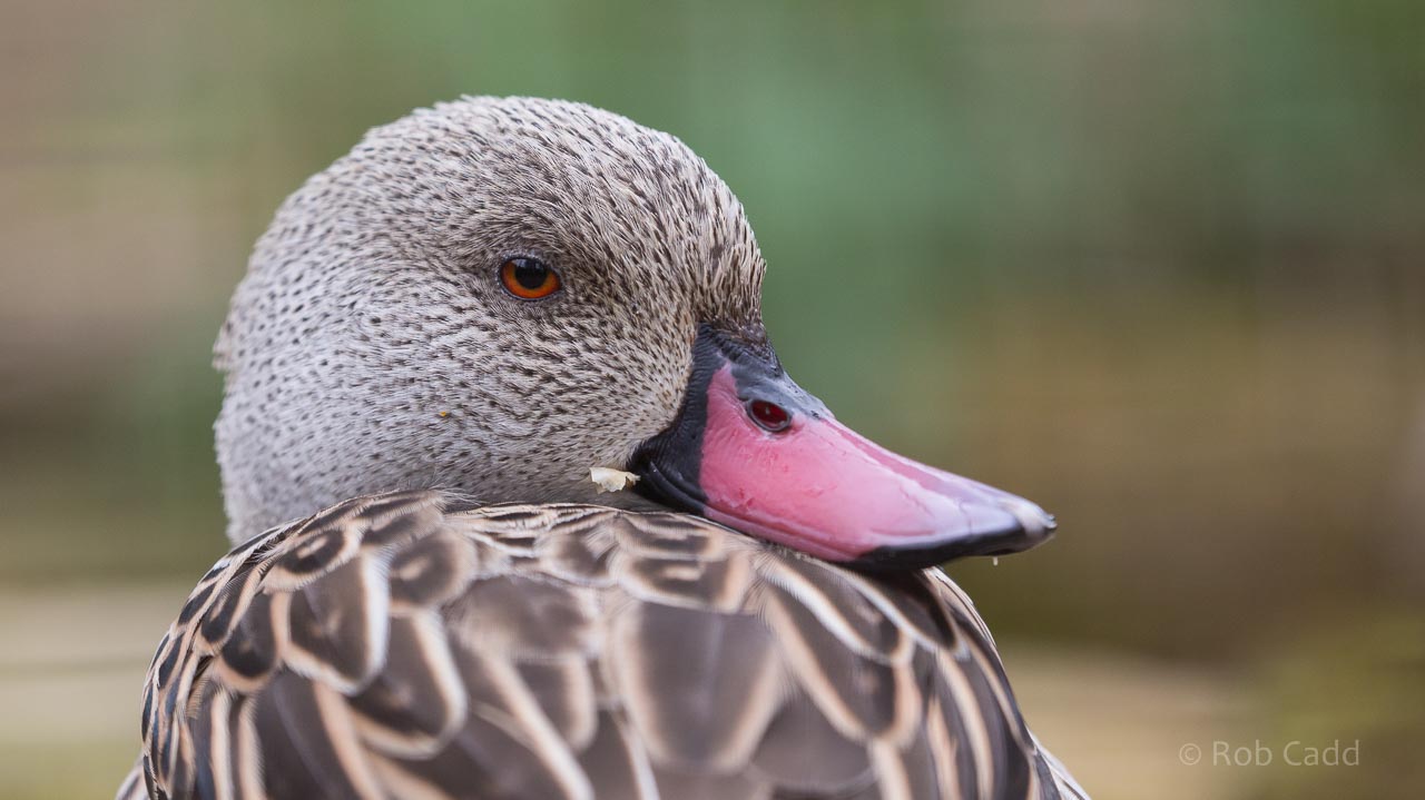 Cape teal : Birdland : 19 Apr 2015