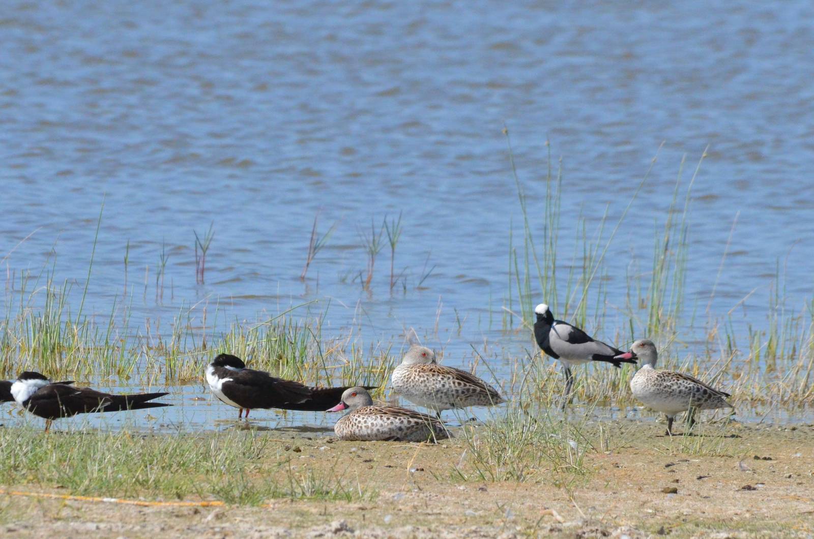 Cape Teal, Blacksmith Lapwing and African Skimmers, Moremi Game Reserve, Bo