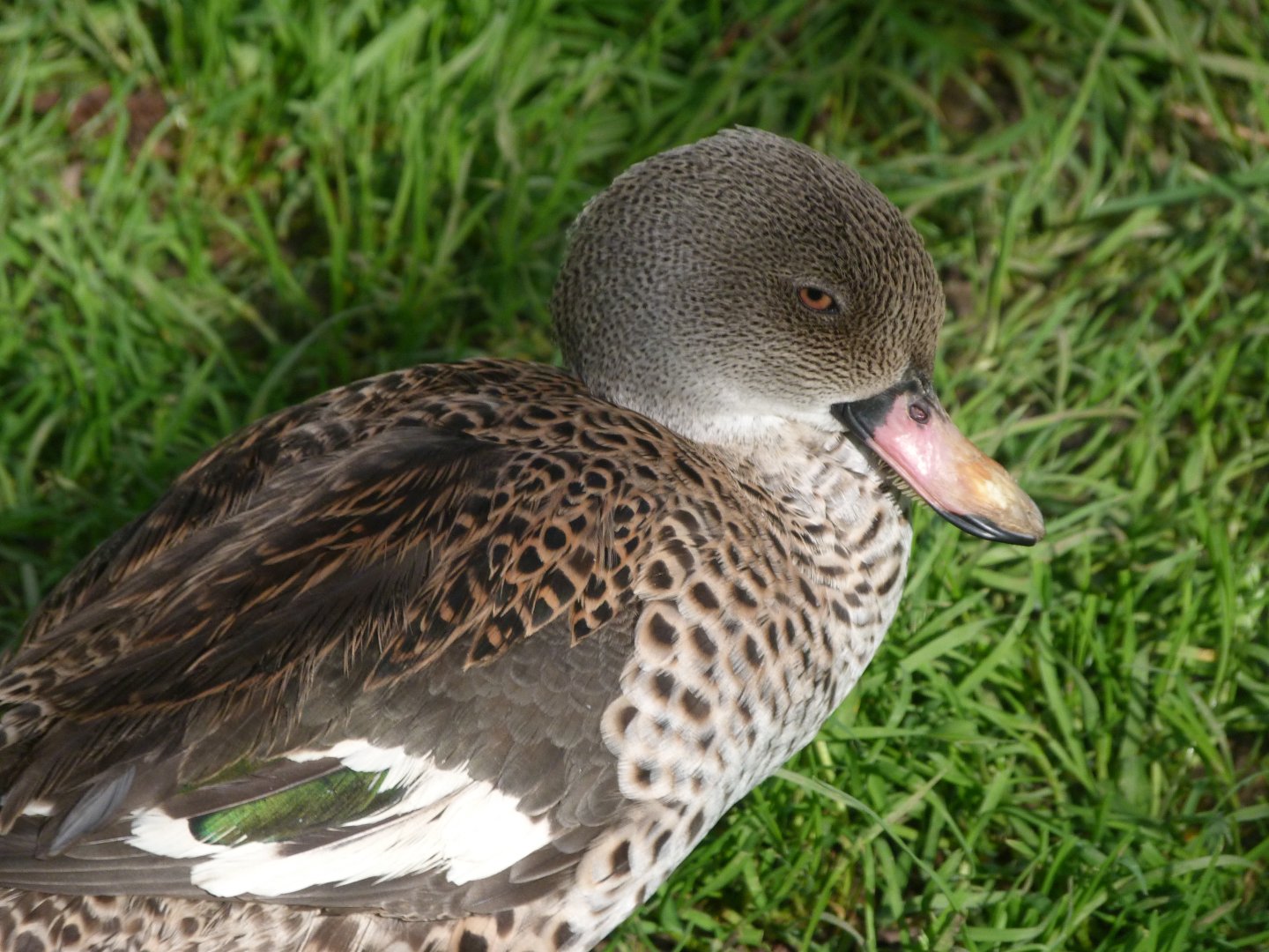 Cape teal -Zoo de Santillana del Mar (2024)