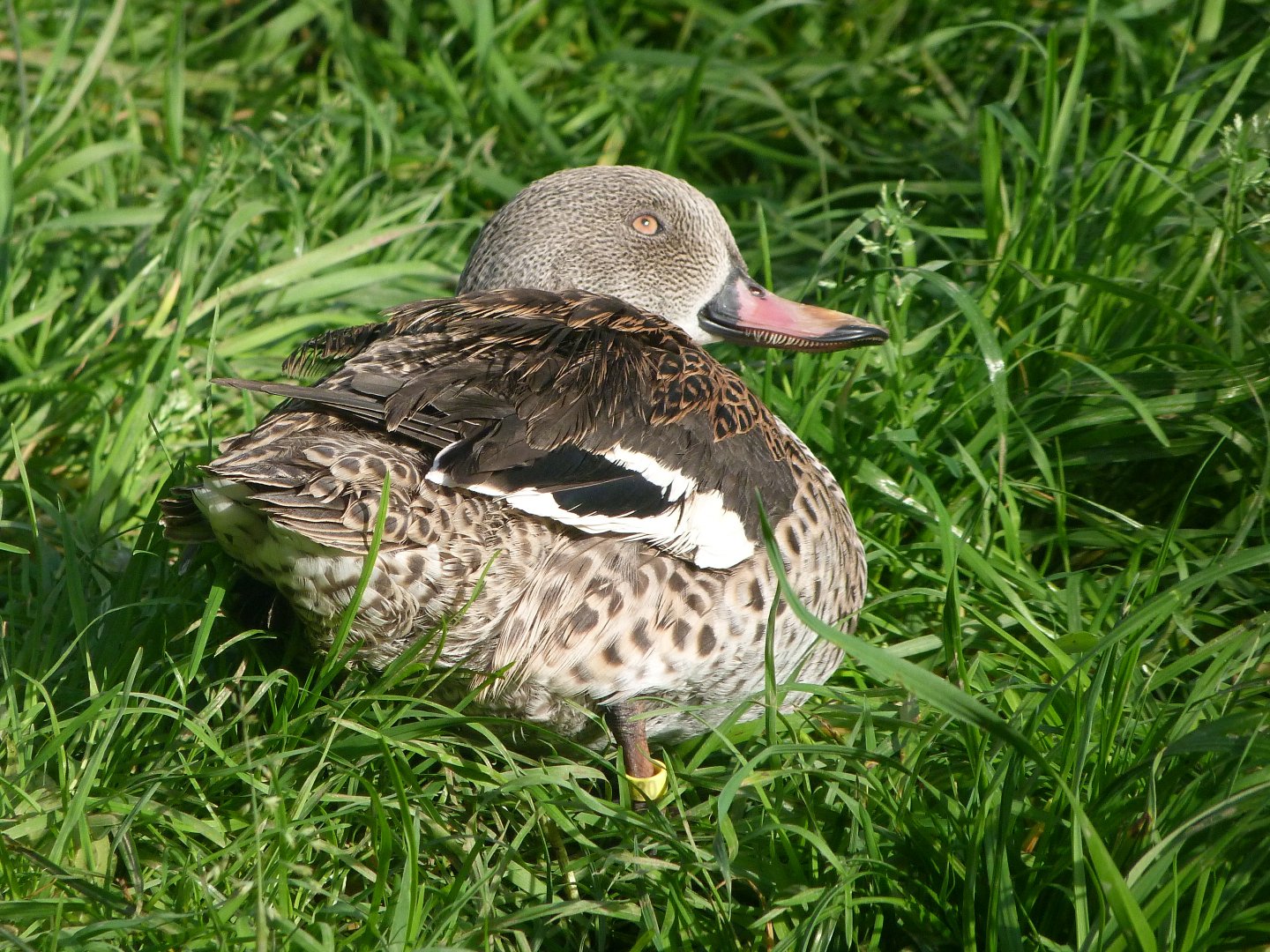 Cape teal -Zoo de Santillana del Mar (2024)