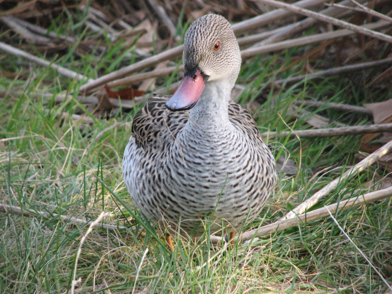 Cape Teal