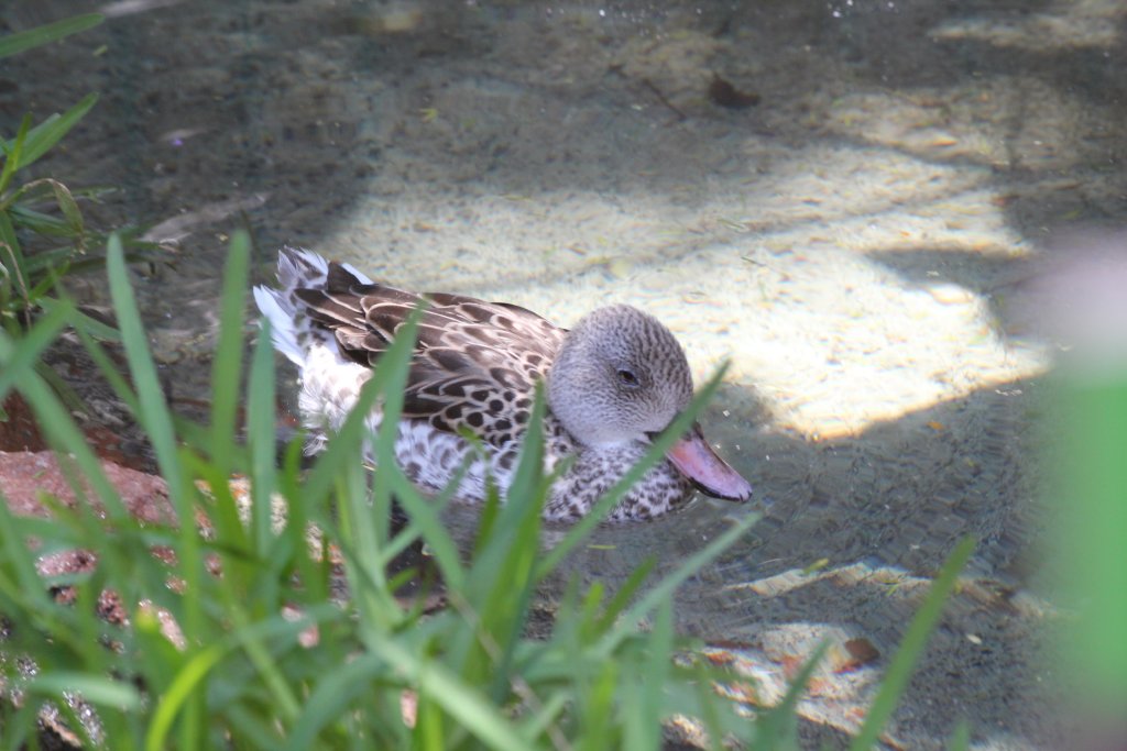 Cape Teal