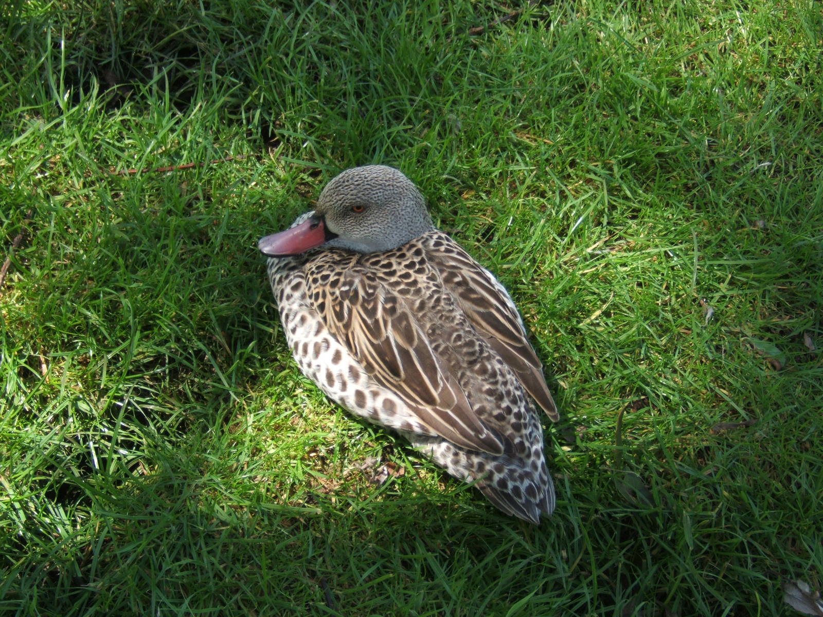 Cape Teal