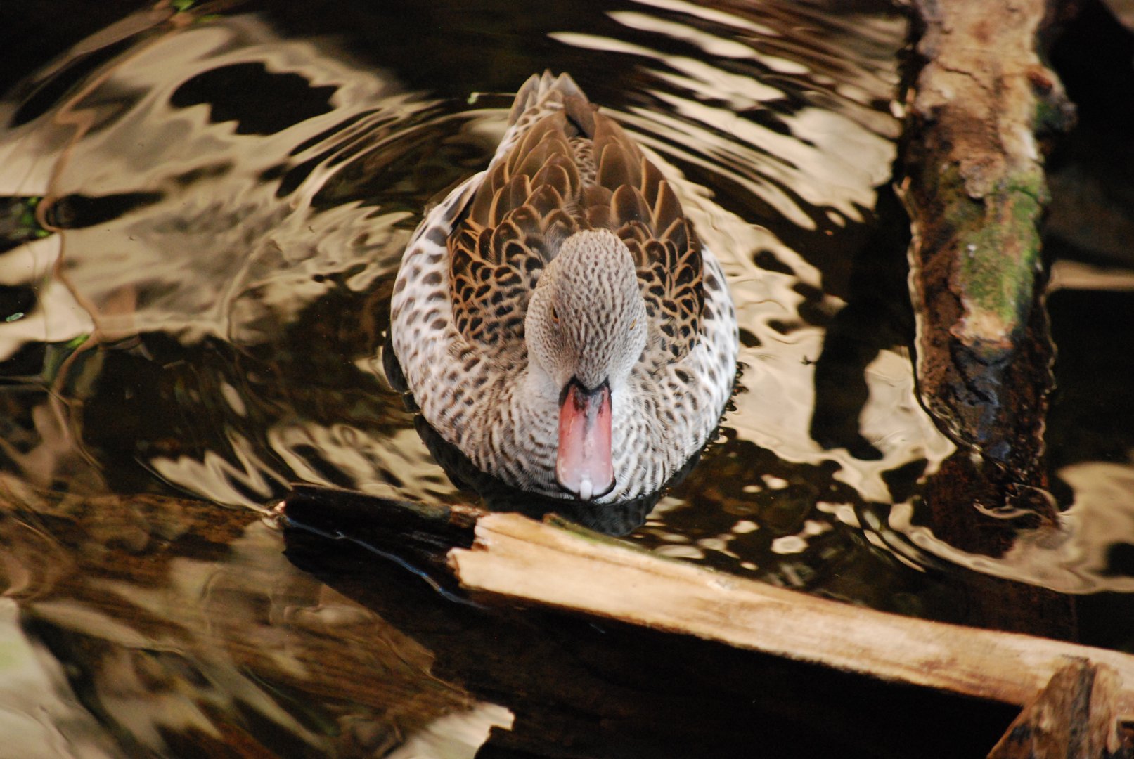 Cape Teal