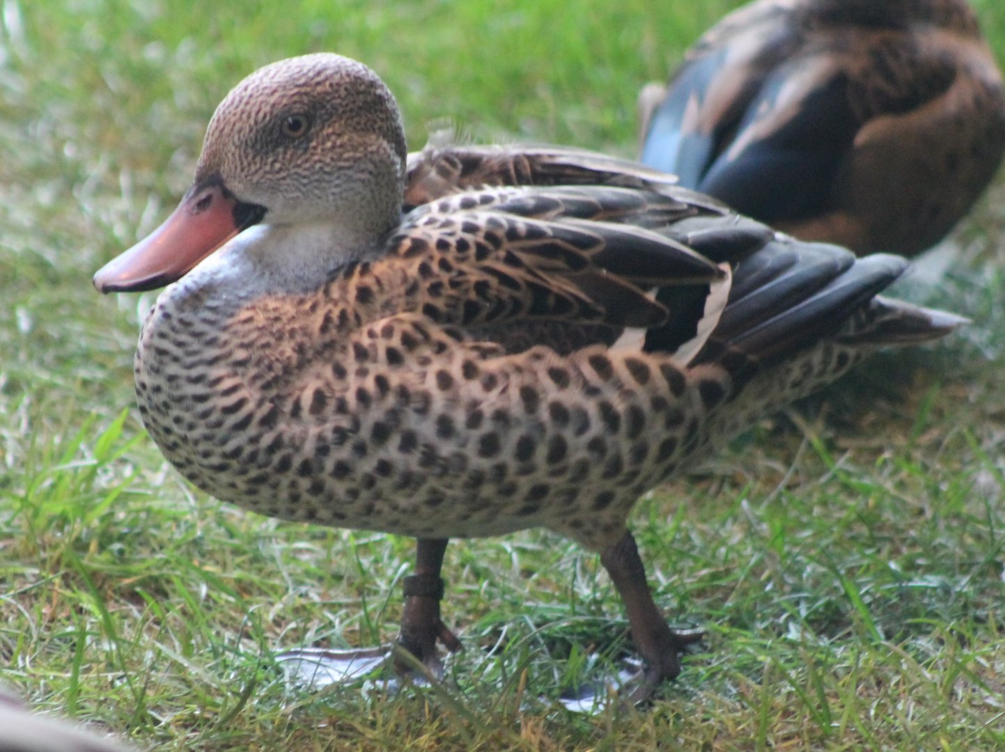 Cape teal