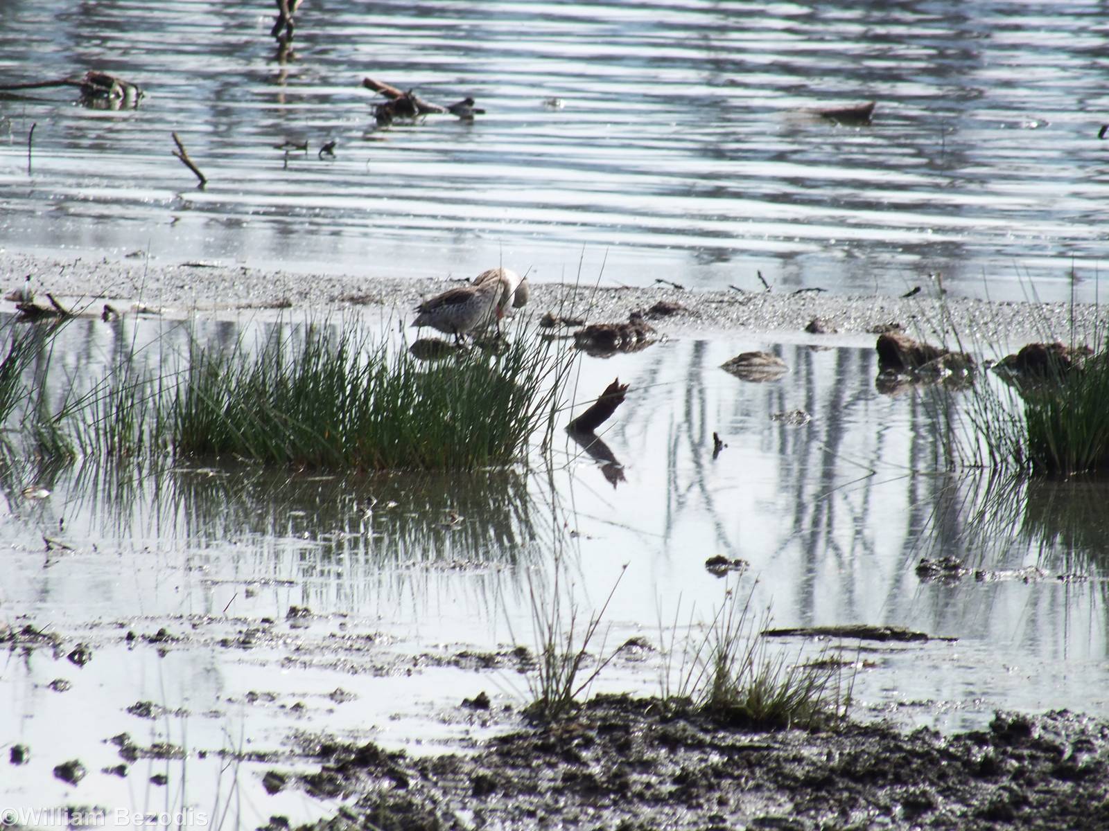 Cape Teals - Lake Nakuru