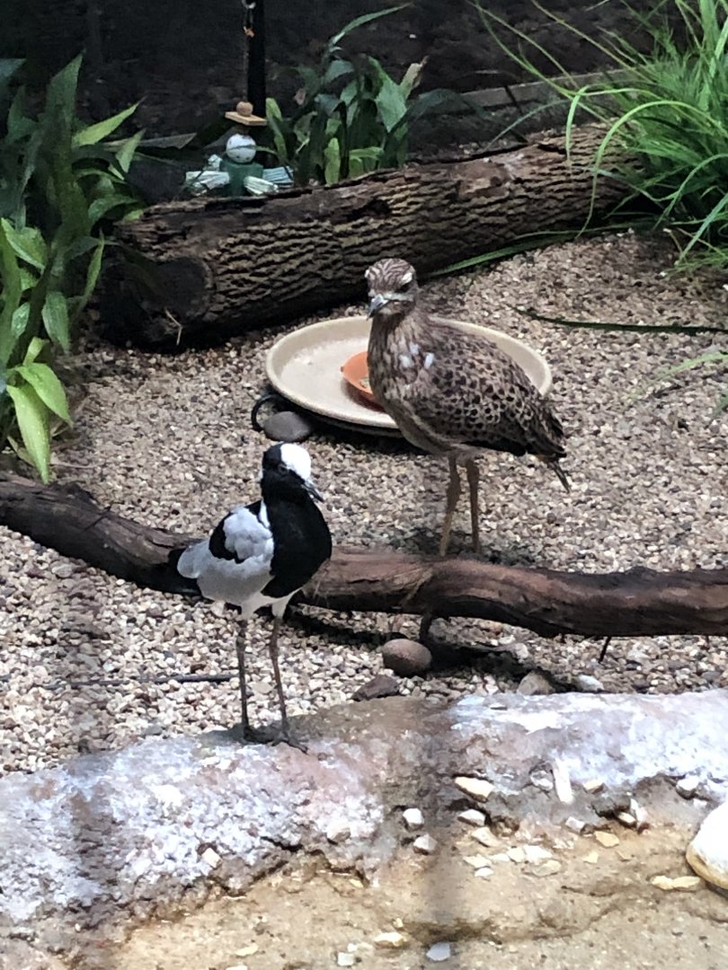 Cape Thick-Knee and Blacksmith Lapwing