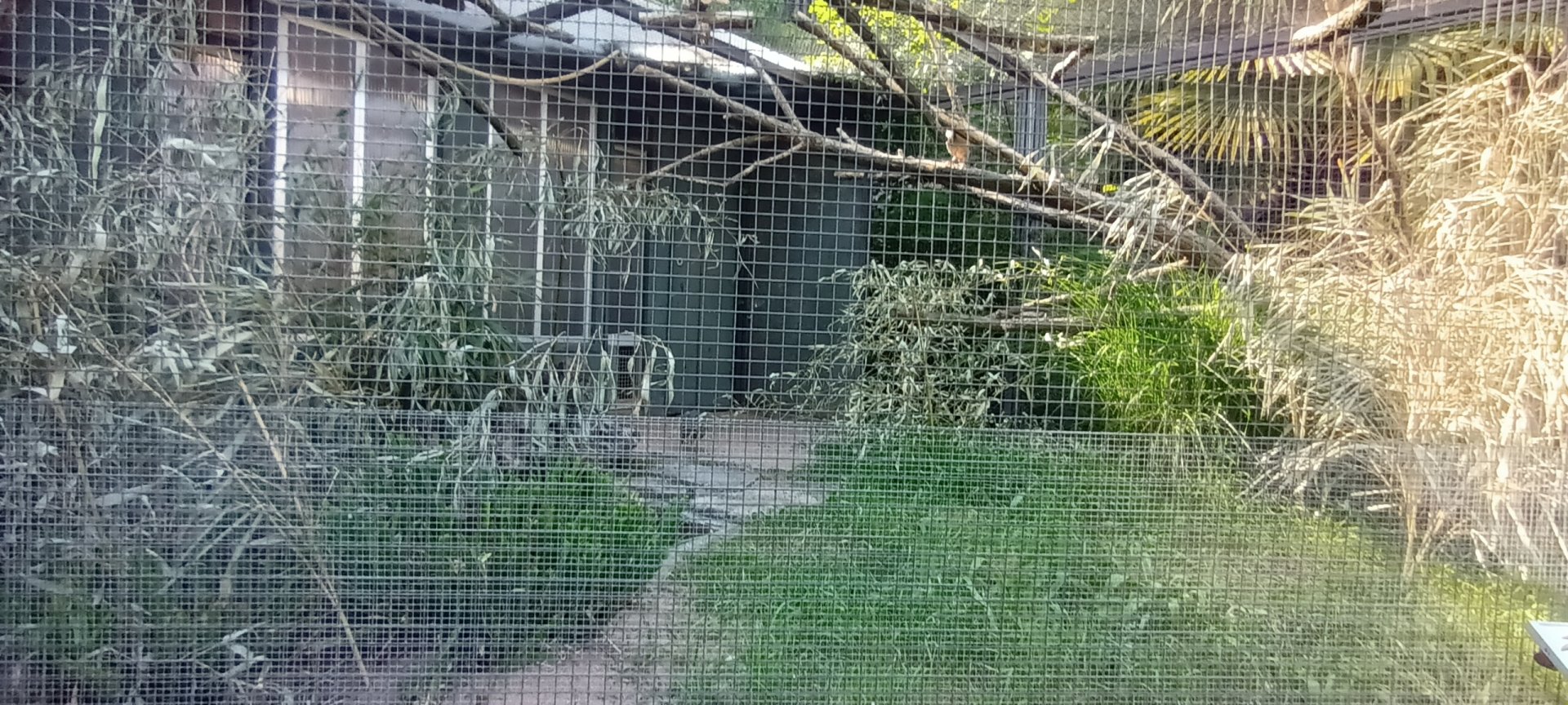 Cape thick Knee, Arabian Partridge and Green Aracari Aviary