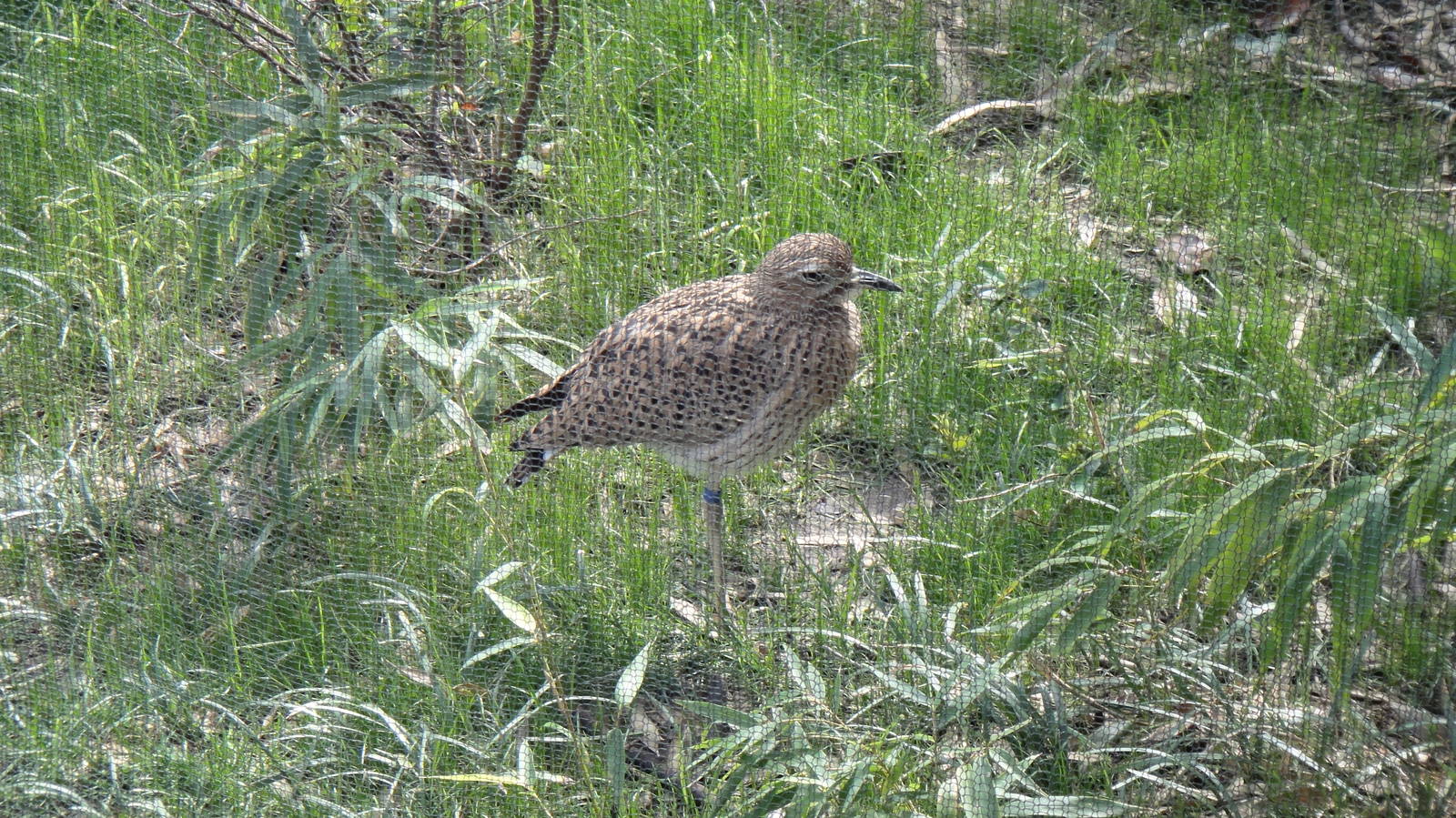 Cape Thick-knee at Dallas zoo 2015-03-12