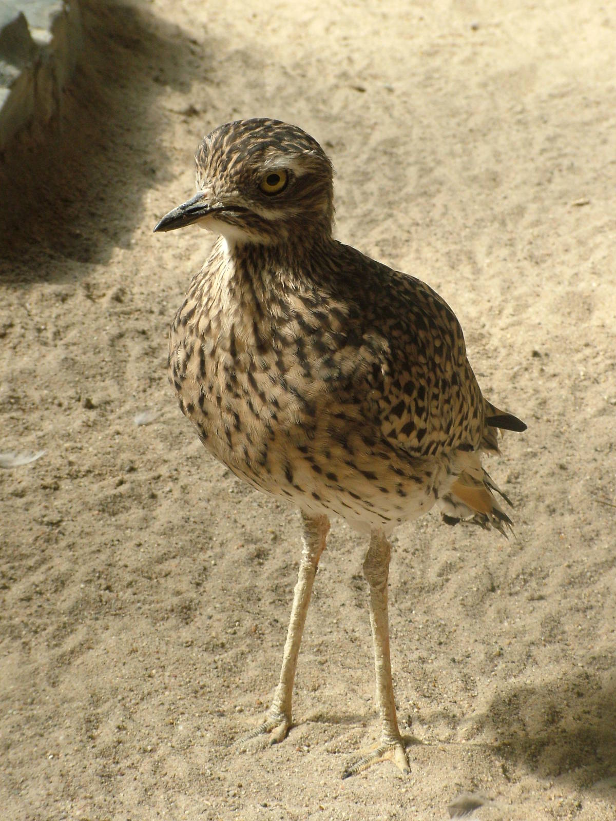 Cape Thick-Knee at Frankfurt 31/08/10