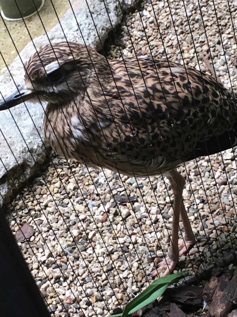 Cape Thick-Knee | Milwaukee County Zoo