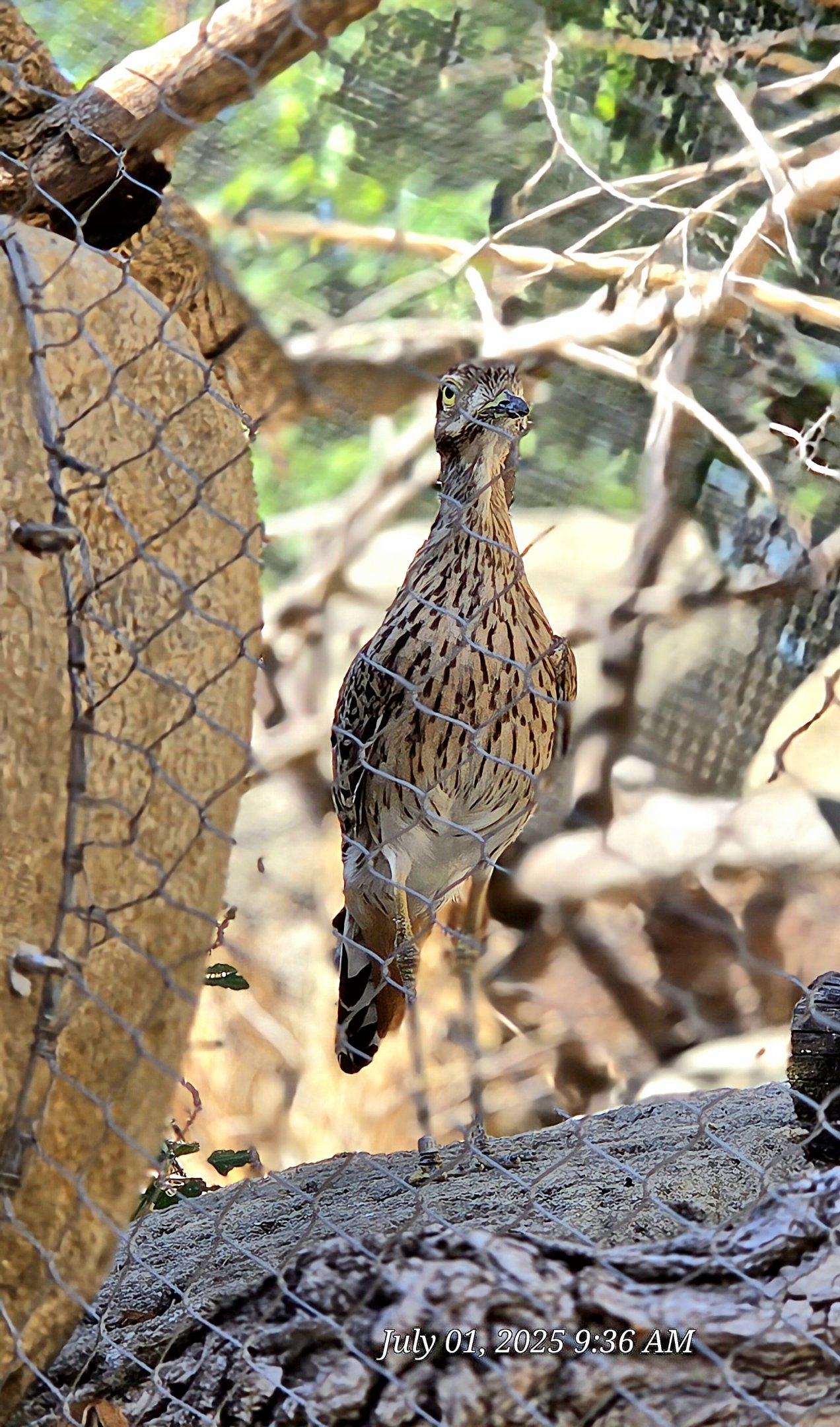 Cape Thick Knee - Omaha's Henry Doorly Zoo